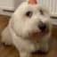 dog with egg on head