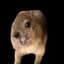 Screaming Hyrax