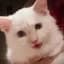 Mr Mayonnaise the Cat
