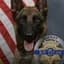 K-9 Killed in Shootout