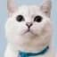 White Coffee Cat