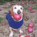 dog with apple in mouth