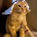 Arab cat
