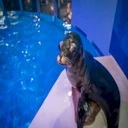 Arie The Sealion