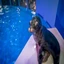 Arie The Sealion