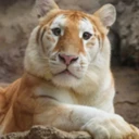 AVA Chiang Mai Night Safari (AVA)