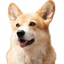 BNBDog Inu