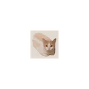 BreadCat