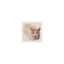 BreadCat