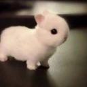 bunicoin