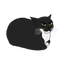 Maxwell the spinning cat