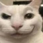 catty