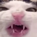 Crunchcat