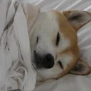 Dogsheetcoin