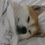 Dogsheetcoin