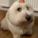dog with egg on head