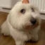 dog with egg on head