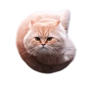 Flying Spinning Cat