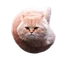 Flying Spinning Cat