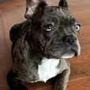 Bitcoin Dog