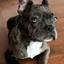 Bitcoin Dog