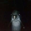 Gerald The Dolphin