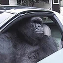 Gorilla In A Coupe