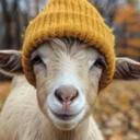 goatwifhat