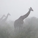 The Giraffes