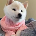 New Doge