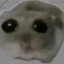 SAD HAMSTER
