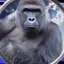 Harambe on Solana