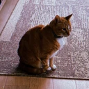 Ansem's Cat