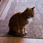 Ansem's Cat
