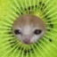 kiwicat