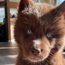Red Siberian Husky