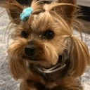 Dog Stolen From Tesla 