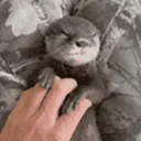 Lola the Otter
