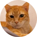 Mack the Meowing Cat