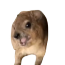 Screaming Hyrax