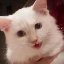 Mr Mayonnaise the Cat