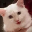 Mr Mayonnaise the Cat