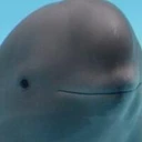 Miharu The Smiling Dolphin