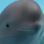 Miharu The Smiling Dolphin