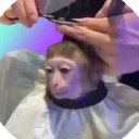 monkeyhaircut 
