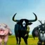 Moo Cow