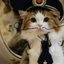 Neuracat