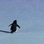 Nihilist Penguin