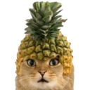 Pineapple Cat