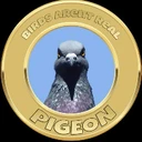 Pigeon